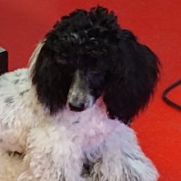 Snoopy - Poodle