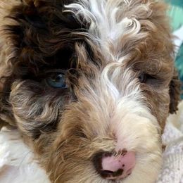Aussiedoodles, Goldendoodles, and Poodles from Boujie Doodles and Poodles