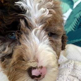 Aussiedoodles, Goldendoodles, and Poodles from Boujie Doodles and Poodles