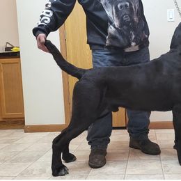 Ra - Cane Corso