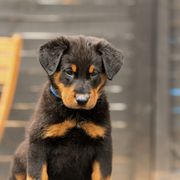 Beauceron Puppies from Royale Beaucerons
