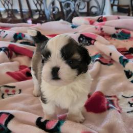 Kayden - Gold and white male Shih Tzu puppy in Pleasant Hill, Missouri from Misty Dajavue Shih-Tzu