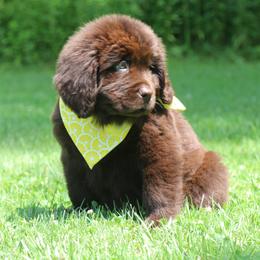 Coral Yellow collar - White and brown female Newfoundland puppy in Kimball Twp, Michigan from Pine River Newfoundlands