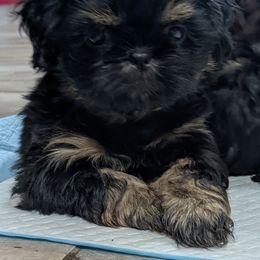 Girl 2 - Black and tan female Shih Tzu puppy in Mariaville, Maine from McKayla Hairston