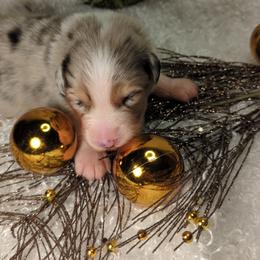 Australian Shepherd Puppies from Firelight Australian Shepherds