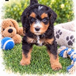 Reese's - Tri-color male Bernedoodle puppy in Saint Francis, Kansas from Land of Oz Doodles