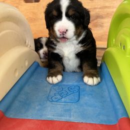 Bernese Mountain Dog Puppies from Gusto Bernese Mountain Dogs