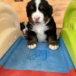 Bernese Mountain Dog Puppies from Gusto Bernese Mountain Dogs