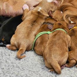 Cavalier King Charles Spaniel Puppies from Royalton Cavaliers