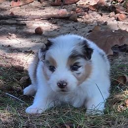 Boy 2 - Blue merle male Australian Shepherd puppy in Leavenworth, Kansas from Silverbrook Australian Shepherds