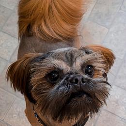 Ruby - Shih Tzu