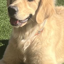 Tulip - Golden Retriever