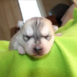 Yellow - Gray and white female Siberian Husky puppy in Le Sueur, Minnesota from Tevana Siberians LLC