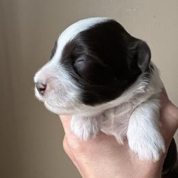 Quincy - Parti male Miniature Schnauzer puppy in Hollywood, South Carolina from Lowcountry Dreams Schnauzers
