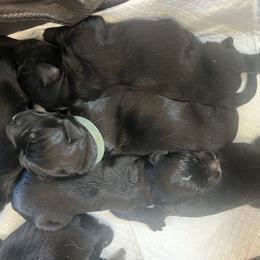 Gray Boy - male Golden Mountain Dog puppy in Colorado Springs, Colorado from Bastian Mountain Dogs