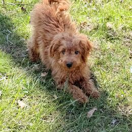 Jax - Apricot male Goldendoodle puppy in Centralia, Missouri from Oodles Of Doodles Mo.