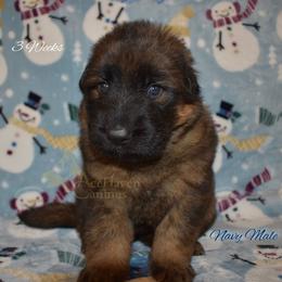 Navy Collar - Sable male German Shepherd puppy in Orlando, Florida from AceHaven Canines