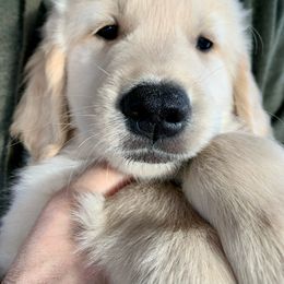 Tristan - Light golden Golden Retriever puppy in Michigan from Cider Ash Goldens