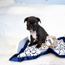 French Bulldog Puppies from FrenchieBnB