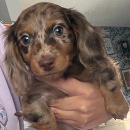Wacko - Dapple male Dachshund puppy in Menifee, California from The Weenie Hut Doxies
