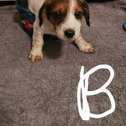 Girl 2 - Red female Dachshund puppy in King, North Carolina from Presleys dachshunds