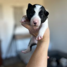 Border Collie puppies from Botanical Border Collies