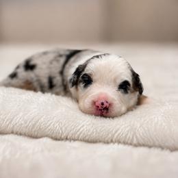 Knox AKC - Blue merle male Australian Shepherd puppy in Polk City, Florida from Skaky Shepherds