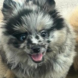 Cookie - Blue female Pomeranian puppy in Santa Ana, California from Legacy Pomeranian of Orange County