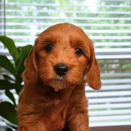 Banana - Apricot female Goldendoodle puppy in Batavia, Ohio from Cozy Cove Goldendoodles