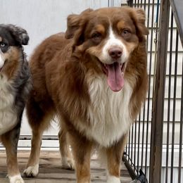 Australian Shepherds from Muckalee Lane Aussies