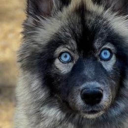 Pomskies and Siberian Huskies from Desert siberians