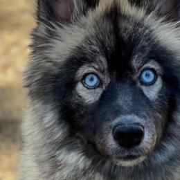 Pomskies and Siberian Huskies from Desert siberians