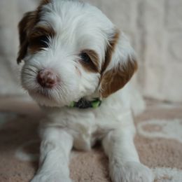 Daisy - Chalk female Labradoodle puppy in Fontana, California from Glory Labradoodle’s
