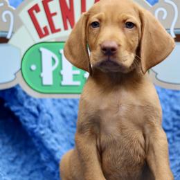 Joey - Golden rust male Vizsla puppy in Bloomington, Indiana from Envizion