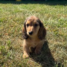 Milo 2 - Cream male Dachshund puppy in Stuart, Iowa from Johnson Family Paws