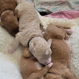 French Bulldog and Goldendoodle Puppies from Good Vibes Puppies