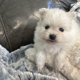 Pup 2 - White female Pomeranian puppy in Sonora, California from NorCal Pomeranians
