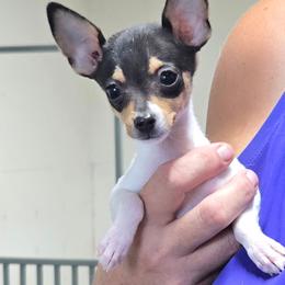 Earl - White black and tan male Toy Fox Terrier puppy in Leeton, Missouri from Foxlace Farms Toy Fox Terriers