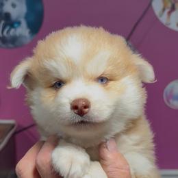 Mustang - Wolf sable male Pomsky puppy in Spring Hill, Florida from PDQ Pomskies