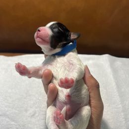 Captain - Tri-color male Bernedoodle puppy in Florida from Doodles & Danes