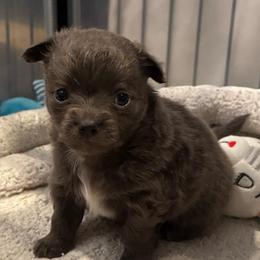 Porter - Blue and tan male Chihuahua puppy in Brooklyn, Connecticut from Ladybug Chihuahuas