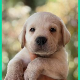 Green - Yellow male Labrador Retriever puppy in Palm Beach County, Florida from Griffin Royal Labs