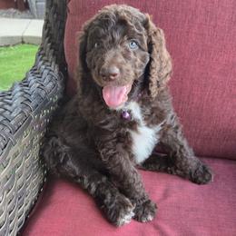 Diva -purple collar - Brown female Bernedoodle puppy in Aurora, Colorado from Simply Amazing Doodles