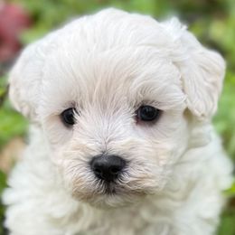Kola - Cream male Maltipoo puppy in Lebanon, Kentucky from Mosaic Merle Doodles