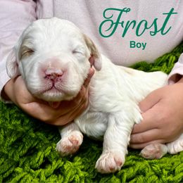Frost - Parti male Goldendoodle puppy in Travelers Rest, South Carolina from Bailey Mountain Doodles