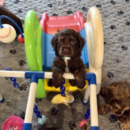 Cocker Spaniel Puppies from Dees Cockers, LLC