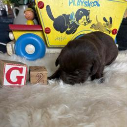 Baby girl 2 - Chocolate female Labrador Retriever puppy in Brandywine, Maryland from QVR Labradors and Leonbergers