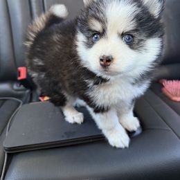 Girl 2 - Black and white female Pomsky puppy in Scandinavia, Wisconsin from Bonnie’s Little Fluffys