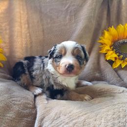 Zeplin - Blue merle female Miniature Australian Shepherd puppy in Copperas Cove, Texas from Hidden Leaf Aussies