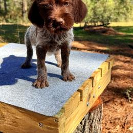 Doc - Brown and gray male Wirehaired Pointing Griffon puppy in Shelbyville, Texas from AndersonK9Kennels Bayou Beards